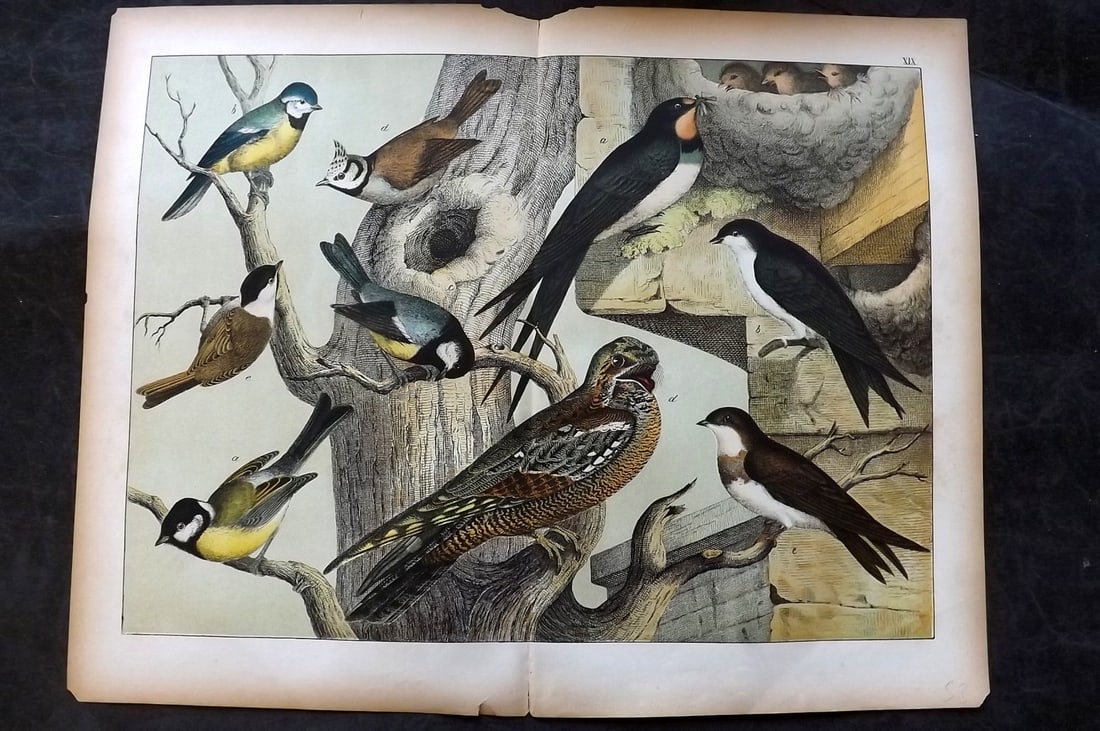 Schubert, Gotthilf C1880 Folio Bird Print. Tits 19: Folio Lithograph Published C1880, Hecklingen & Munich for "Le Regne Animal" by Gotthilf Heinrich von Schubert. Centre fold as published. Paper Size: 16 x 12.5 ich (40 x 32cm) Good Condition