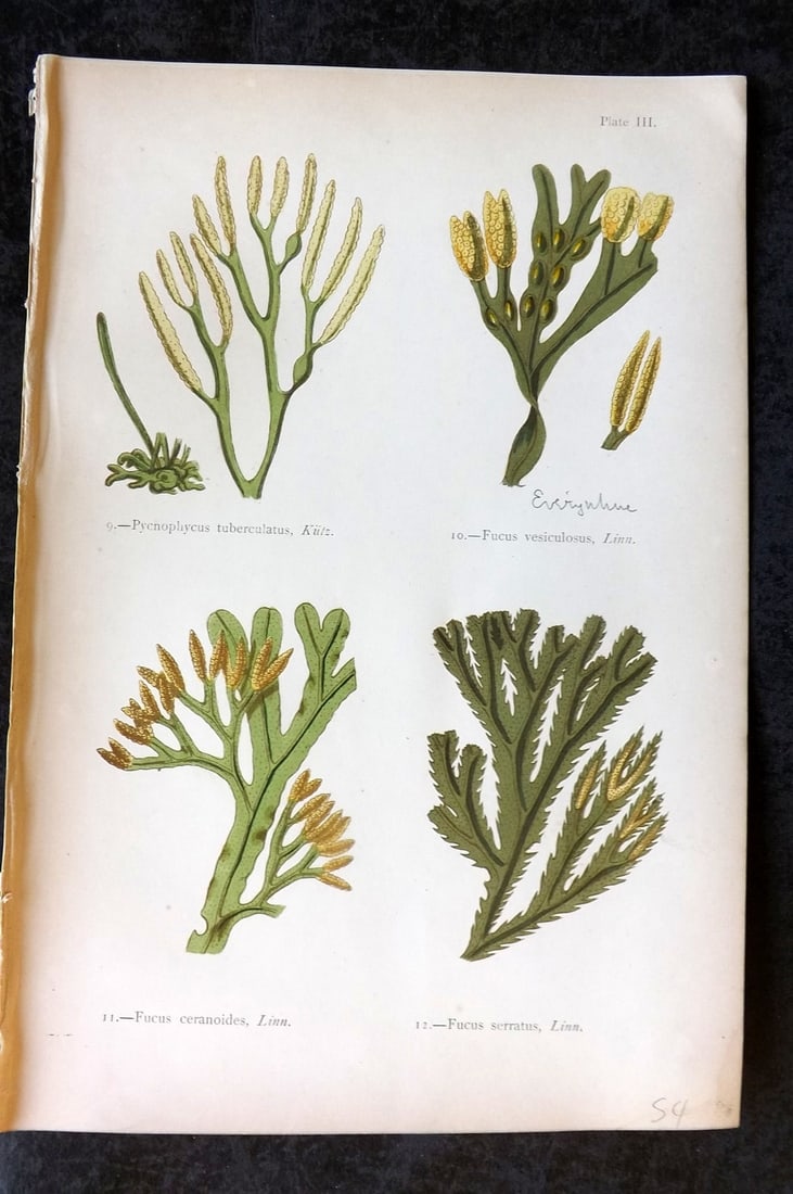 Gatty, Mrs Alfred 1872 Seaweed Print. Pycnophycus, Fucus 03: Woodblock Published 1872, London for "British Sea-Weeds. Drawn From Professor Harvey's 'Phycologia Britannica'" by Mrs Alfred Gatty. Printed in colours, some plates with additional hand colour. Paper 