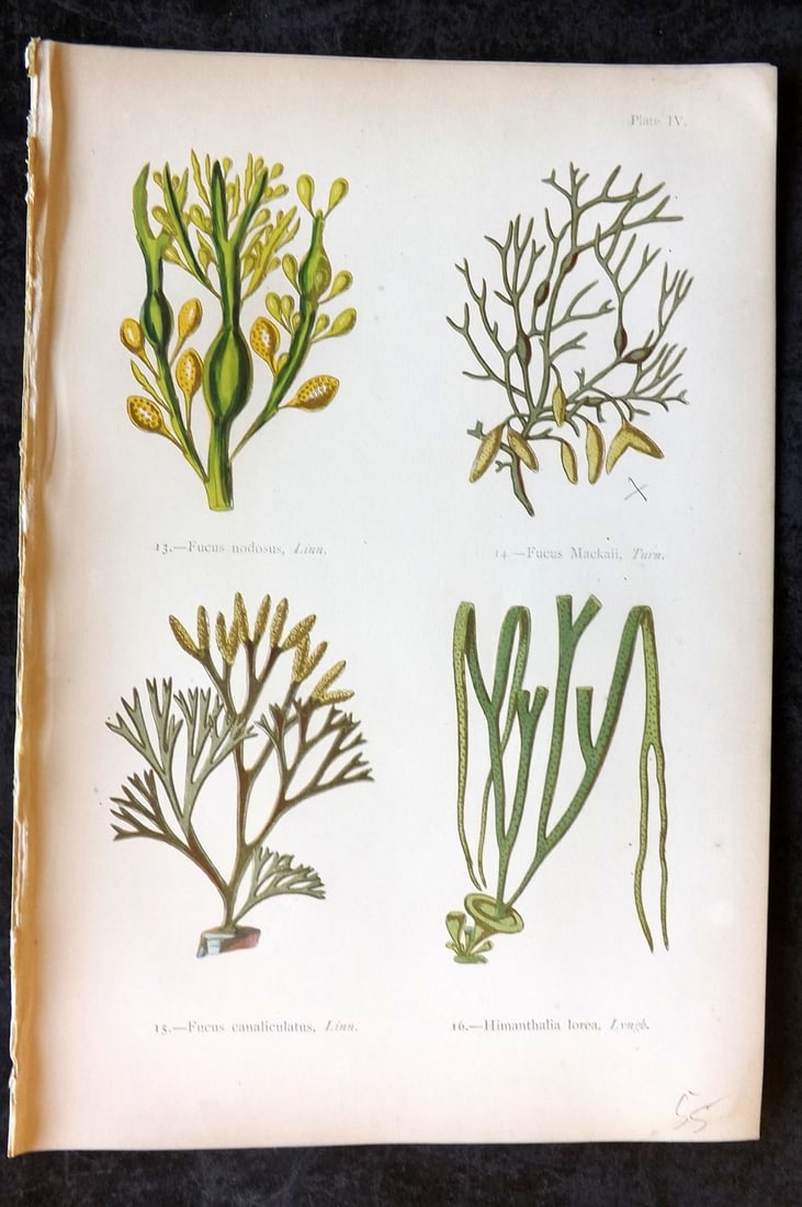 Gatty, Mrs Alfred 1872 Seaweed Print. Fucus, Himanthalia 04: Woodblock Published 1872, London for "British Sea-Weeds. Drawn From Professor Harvey's 'Phycologia Britannica'" by Mrs Alfred Gatty. Printed in colours, some plates with additional hand colour. Paper 