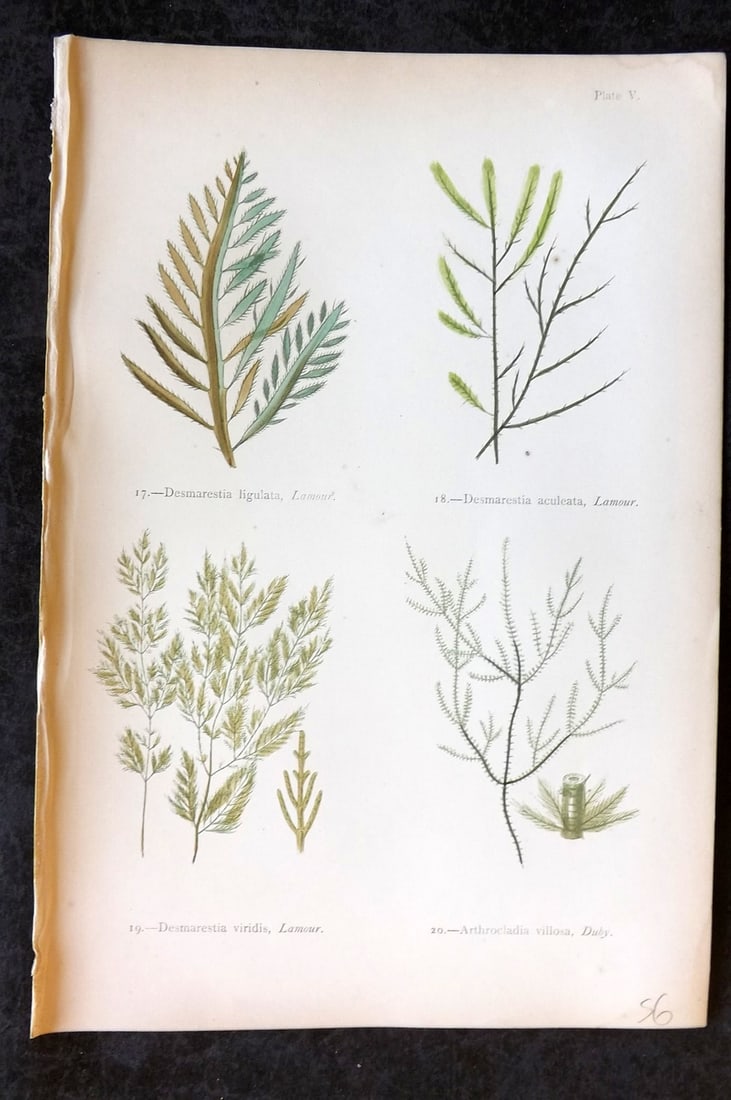 Gatty, Mrs Alfred 1872 Seaweed Print. Desmarestia, Arthrocladia 05: Woodblock Published 1872, London for "British Sea-Weeds. Drawn From Professor Harvey's 'Phycologia Britannica'" by Mrs Alfred Gatty. Printed in colours, some plates with additional hand colour. Paper 