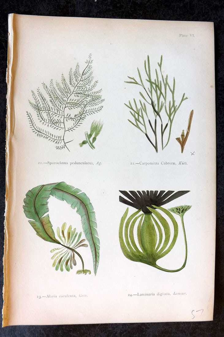 Gatty, Mrs Alfred 1872 Seaweed Print. Sporochnus, Carpomitra, Alaria, Laminaria 06: Woodblock Published 1872, London for "British Sea-Weeds. Drawn From Professor Harvey's 'Phycologia Britannica'" by Mrs Alfred Gatty. Printed in colours, some plates with additional hand colour. Paper 