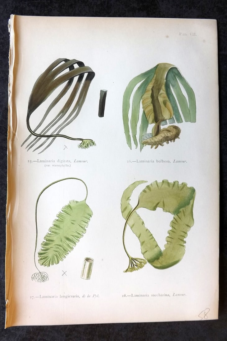 Gatty, Mrs Alfred 1872 Seaweed Print. Laminaria 07: Woodblock Published 1872, London for "British Sea-Weeds. Drawn From Professor Harvey's 'Phycologia Britannica'" by Mrs Alfred Gatty. Printed in colours, some plates with additional hand colour. Paper 