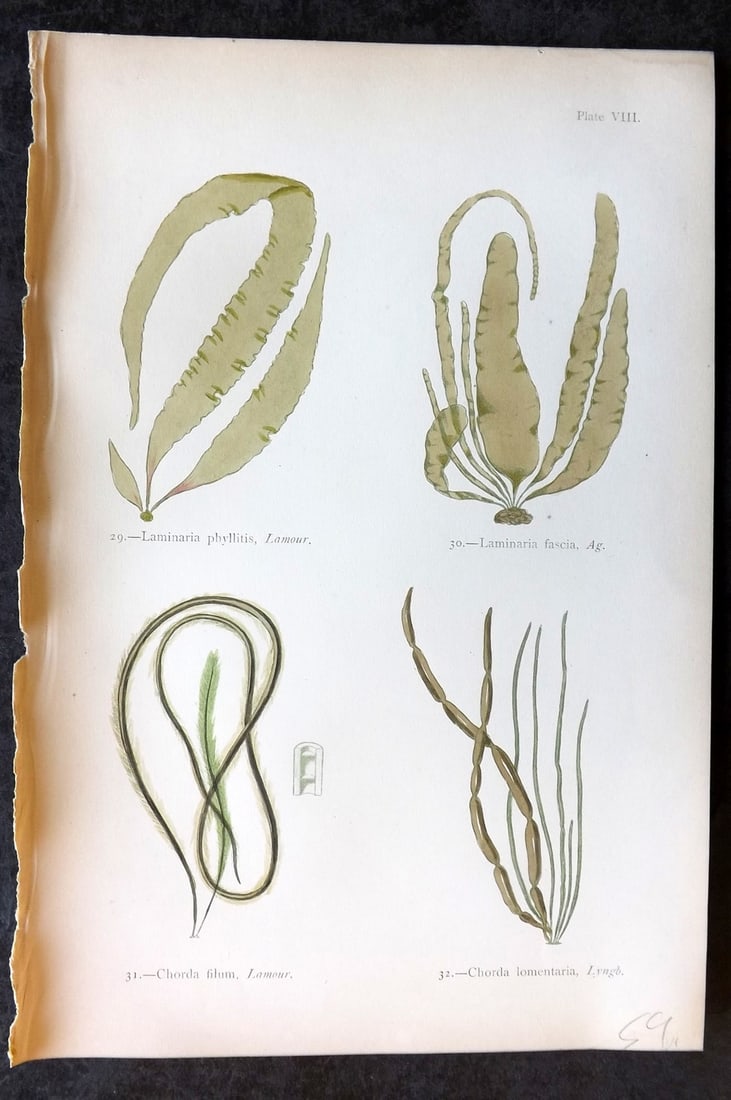 Gatty, Mrs Alfred 1872 Seaweed Print. Laminaria, Chorda 08: Woodblock Published 1872, London for "British Sea-Weeds. Drawn From Professor Harvey's 'Phycologia Britannica'" by Mrs Alfred Gatty. Printed in colours, some plates with additional hand colour. Paper 