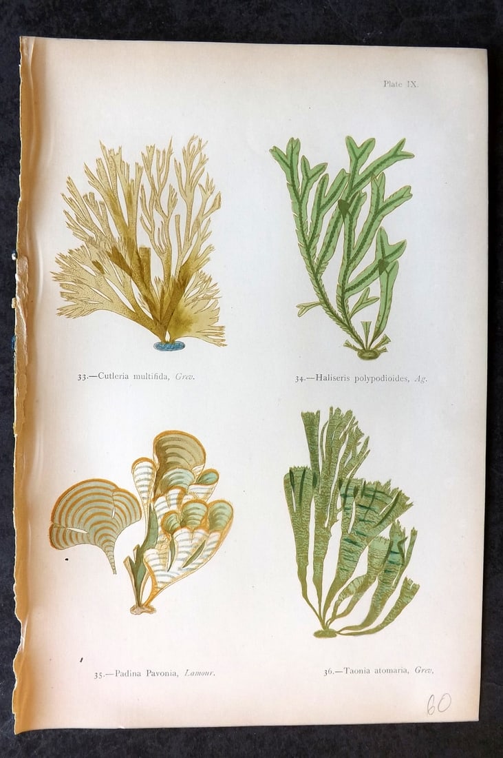 Gatty, Mrs Alfred 1872 Seaweed Print. Culeria, Haliseris, Padina, Taonia 09: Woodblock Published 1872, London for "British Sea-Weeds. Drawn From Professor Harvey's 'Phycologia Britannica'" by Mrs Alfred Gatty. Printed in colours, some plates with additional hand colour. Paper 