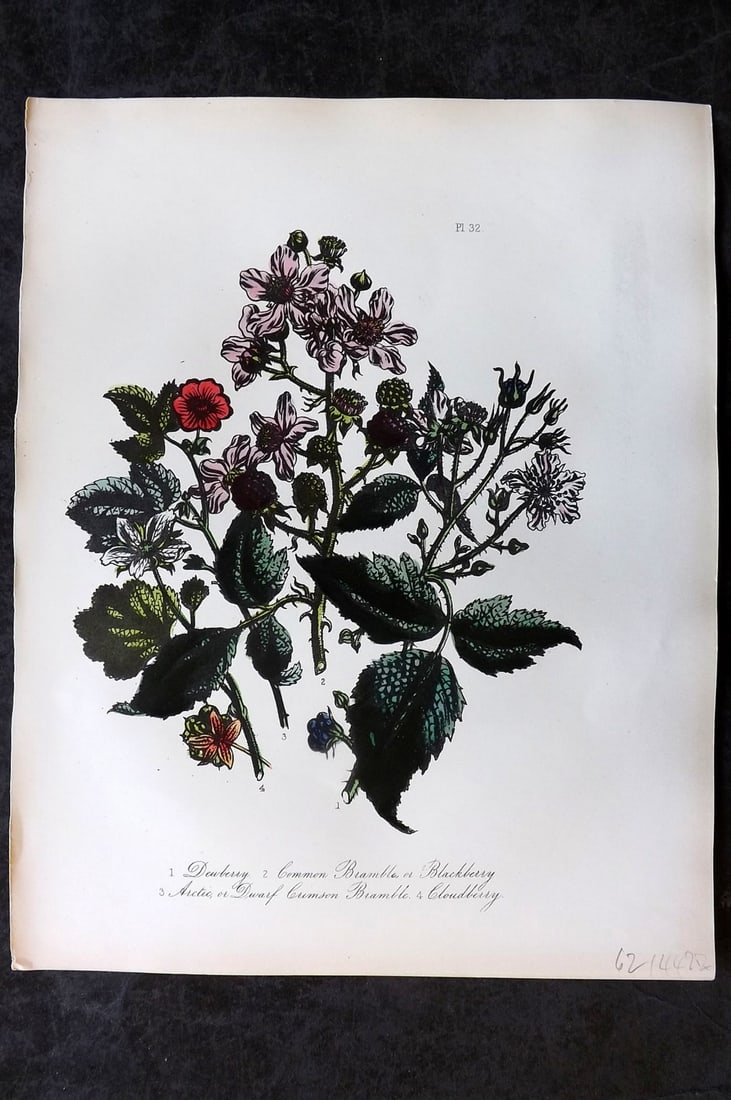 Loudon, Mrs Jane 1849 Botanical Print. Dew Berry, Bramble or Blackberry, Cloud-Berry 32: Hand Colored Lithograph Published 1855, London for "British Wild Flowers" Second Edition by Mrs Jane Loudon. Paper Size: 11.5 x 9 inch (29 x 23cm) Good Condition