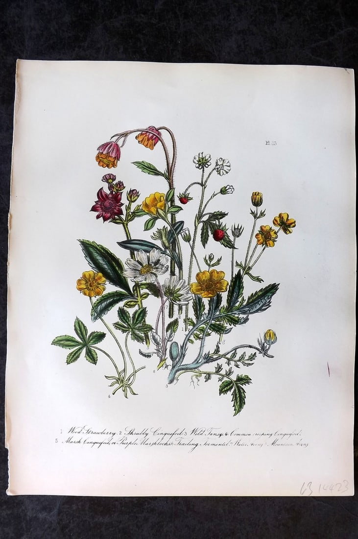 Loudon, Mrs Jane 1849 Botanical Print. Wood Strawberry, Cinquefoil, Tansay, Avens 33 (1 of 1)