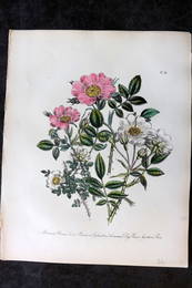 Loudon, Mrs Jane 1849 Botanical Print. Burnet, Sweet Briar, Dog, Ayrshire Rose 34