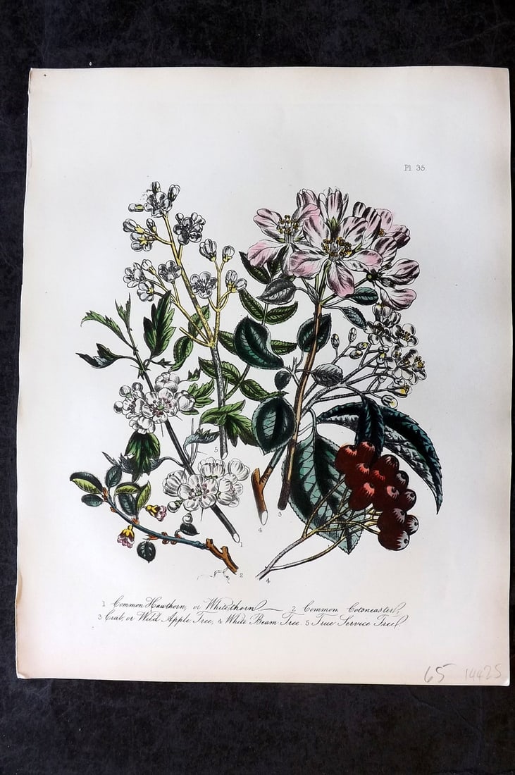 Loudon, Mrs Jane 1849 Botanical Print. Hawthorn, Cotoneaster, Crab, White Beam, Service Tree 35 (1 of 1)