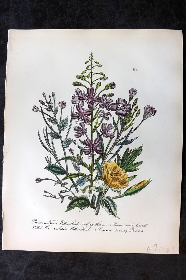 Loudon, Mrs Jane 1849 Botanical Print. Willow Herb, Codlins & Cream, Evening Primrose 37: Hand Colored Lithograph Published 1855, London for "British Wild Flowers" Second Edition by Mrs Jane Loudon. Paper Size: 11.5 x 9 inch (29 x 23cm) Good Condition