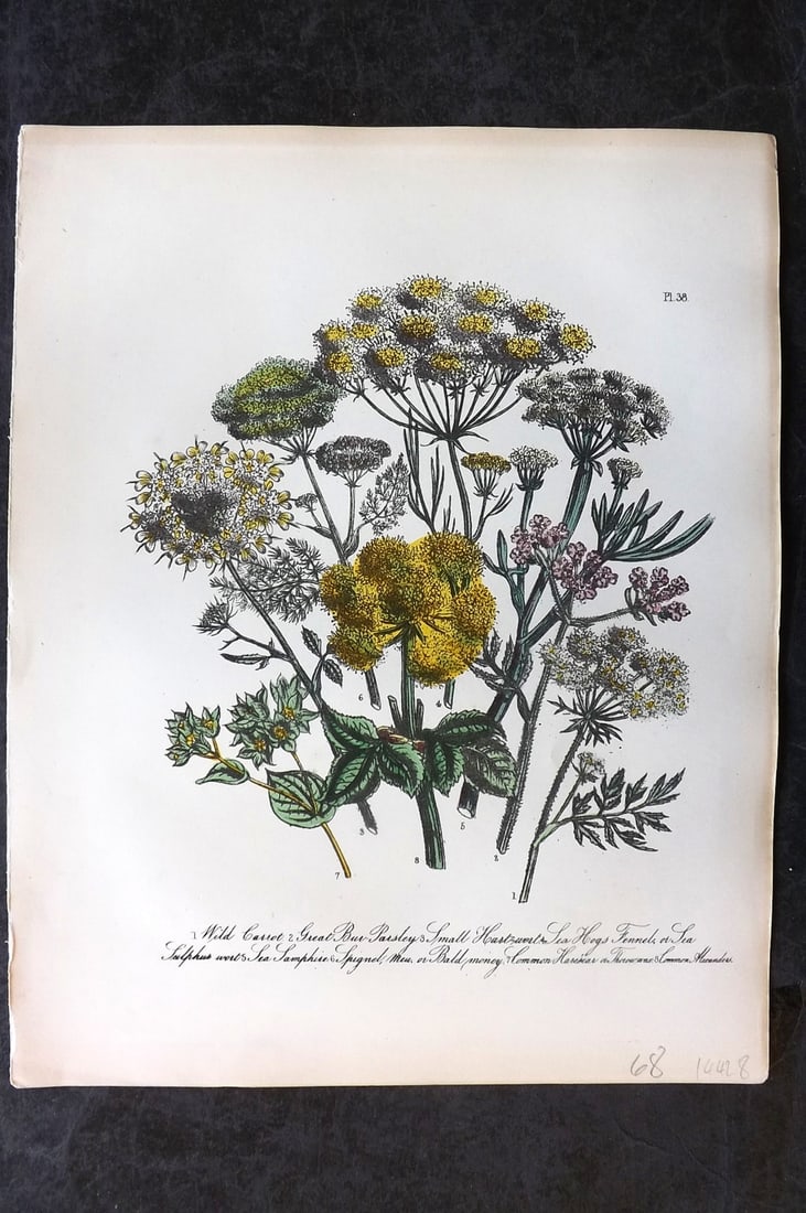 Loudon, Mrs Jane 1849 Botanical Print. Carrot, Parsley, Hartwort, Samphire, Hare's Ear 38 (1 of 1)