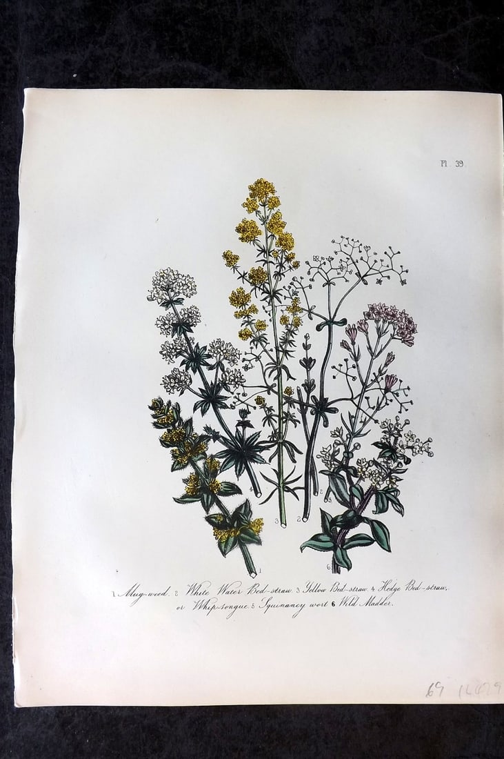 Loudon, Mrs Jane 1849 Botanical Print. Mugweed, Bedstraw, Squinancy Wort, Madder 39: Hand Colored Lithograph Published 1855, London for "British Wild Flowers" Second Edition by Mrs Jane Loudon. Paper Size: 11.5 x 9 inch (29 x 23cm) Good Condition