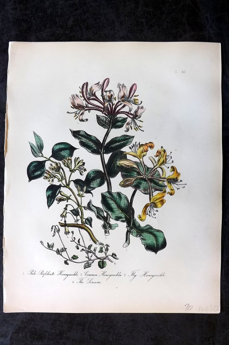 Loudon, Mrs Jane 1849 Botanical Print. Honeysuckle, Linnaea 40 (1 of 1)
