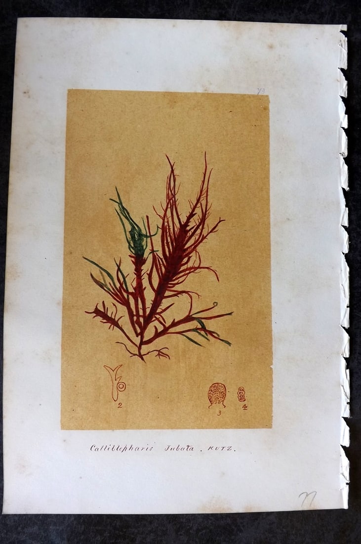 Original Art C1875 Seaweed. Calliblepharis Jubata 73: Pen, Ink and/or Watercolour Made in C1875, England for a privately created work on British Seaweeds by an unknown but Gifted Artist. Each drawing with accompanying descriptive manuscript plate, also f