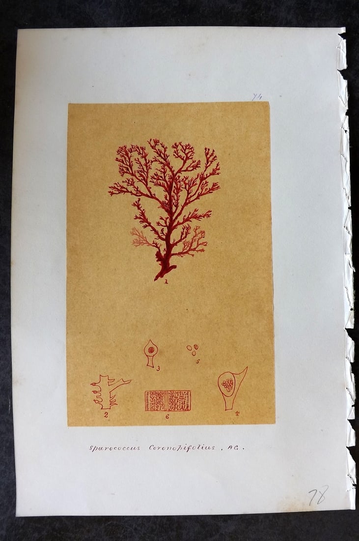 Original Art C1875 Seaweed. Spaeroccus Coronopifulius 74 (1 of 1)