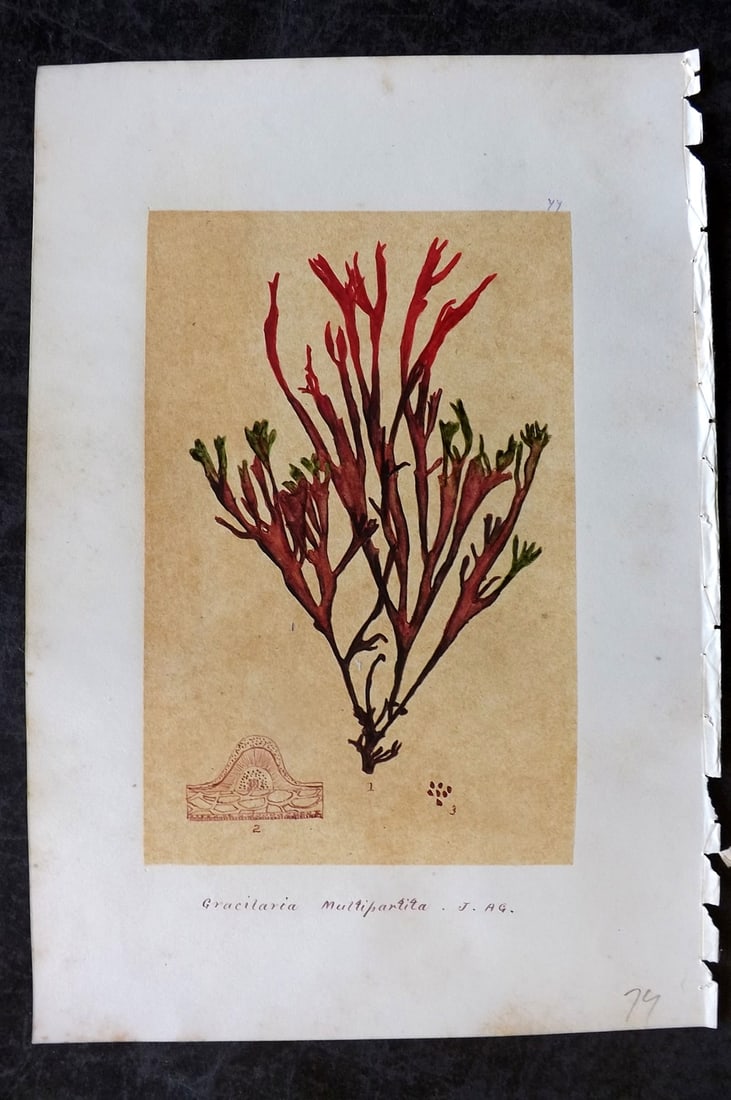 Original Art C1875 Seaweed. Gracilaria Multipartita 77 (1 of 1)