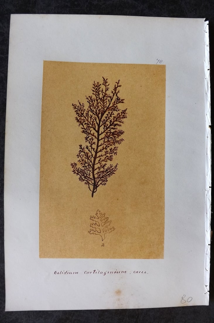 Original Art C1875 Seaweed. Gelidium Cartilagineum 78 (1 of 1)