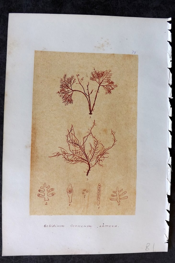 Original Art C1875 Seaweed. Gelidium Corneum 79: Pen, Ink and/or Watercolour Made in C1875, England for a privately created work on British Seaweeds by an unknown but Gifted Artist. Each drawing with accompanying descriptive manuscript plate, also f