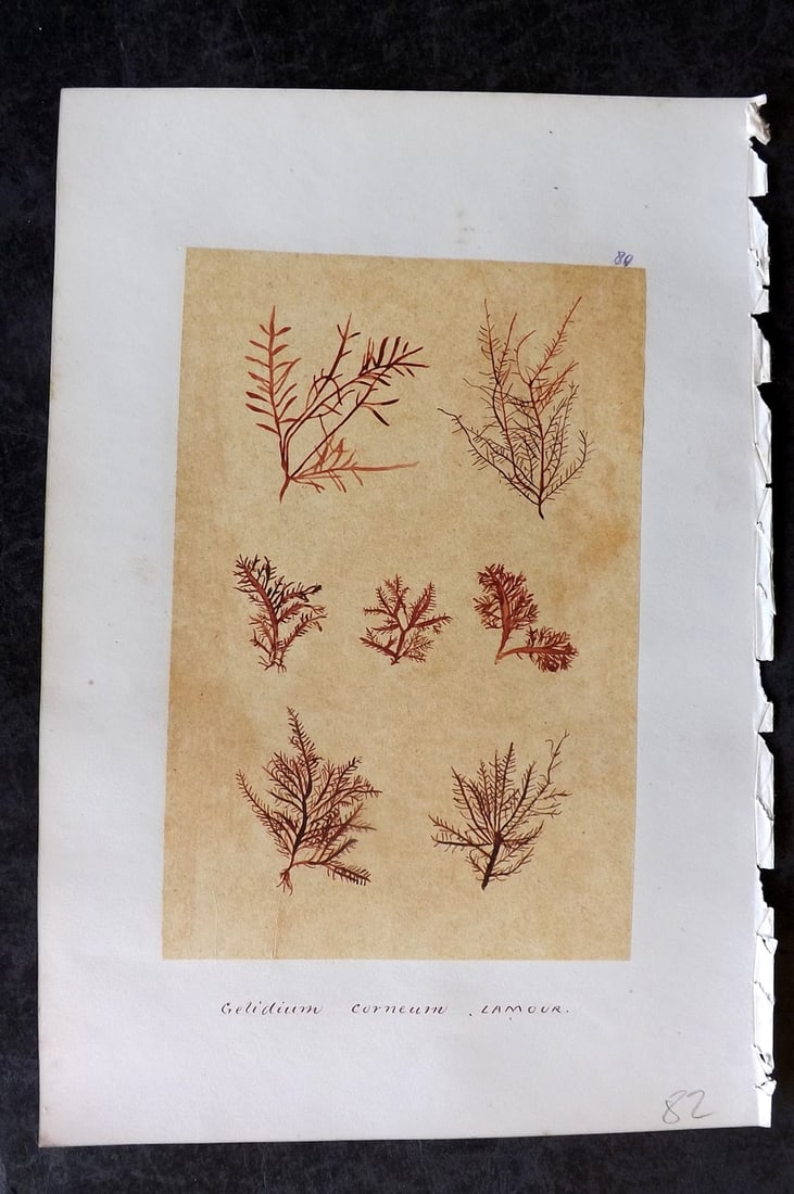Original Art C1875 Seaweed. Gelidium Corneum 80: Pen, Ink and/or Watercolour Made in C1875, England for a privately created work on British Seaweeds by an unknown but Gifted Artist. Each drawing with accompanying descriptive manuscript plate, also f