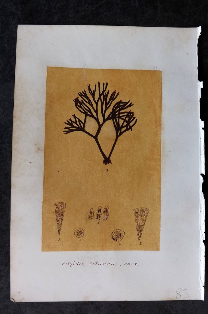 Original Art C1875 Seaweed. Polyides Rotundus 81: Pen, Ink and/or Watercolour Made in C1875, England for a privately created work on British Seaweeds by an unknown but Gifted Artist. Each drawing with accompanying descriptive manuscript plate, also f