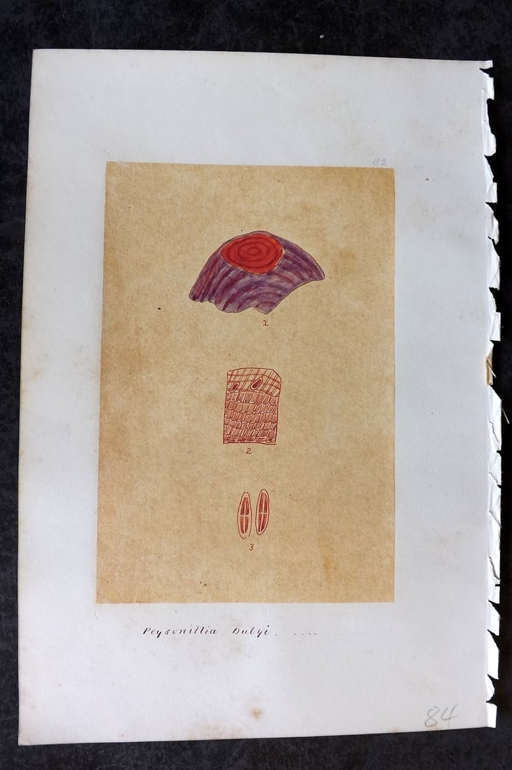 Original Art C1875 Seaweed. Peyssonelia Dubyi 82 (1 of 1)