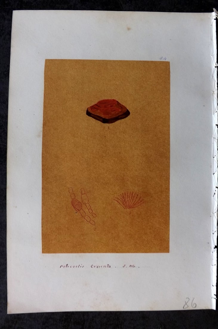 Original Art C1875 Seaweed. Peroclis Cruenta 84: Pen, Ink and/or Watercolour Made in C1875, England for a privately created work on British Seaweeds by an unknown but Gifted Artist. Each drawing with accompanying descriptive manuscript plate, also f