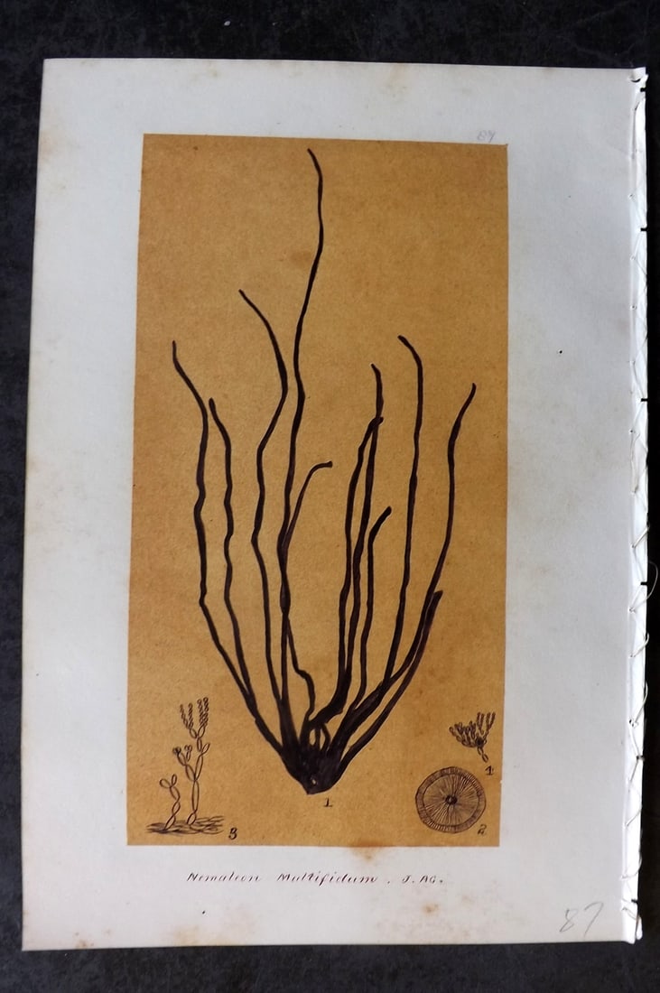 Original Art C1875 Seaweed. Nemaleon Multifidum 87: Pen, Ink and/or Watercolour Made in C1875, England for a privately created work on British Seaweeds by an unknown but Gifted Artist. Each drawing with accompanying descriptive manuscript plate, also f