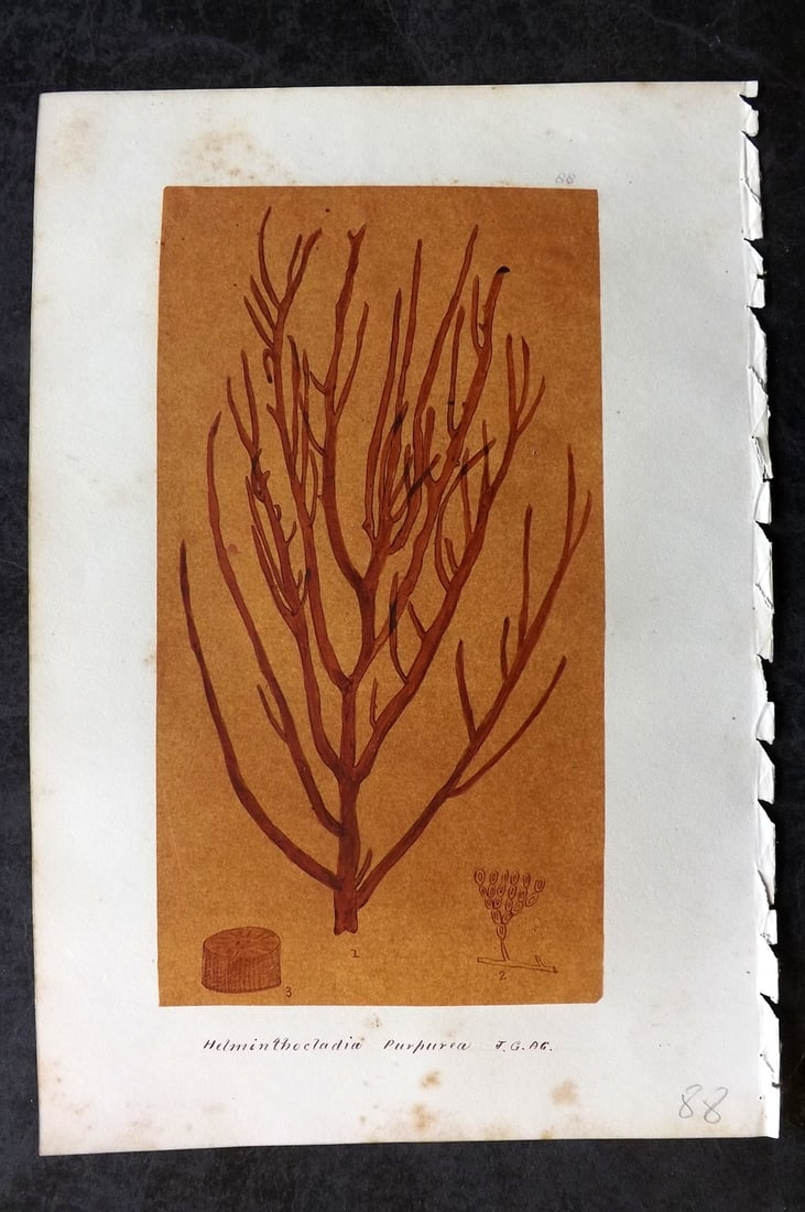 Original Art C1875 Seaweed. Helminthoclaadia Purpurea 88: Pen, Ink and/or Watercolour Made in C1875, England for a privately created work on British Seaweeds by an unknown but Gifted Artist. Each drawing with accompanying descriptive manuscript plate, also f
