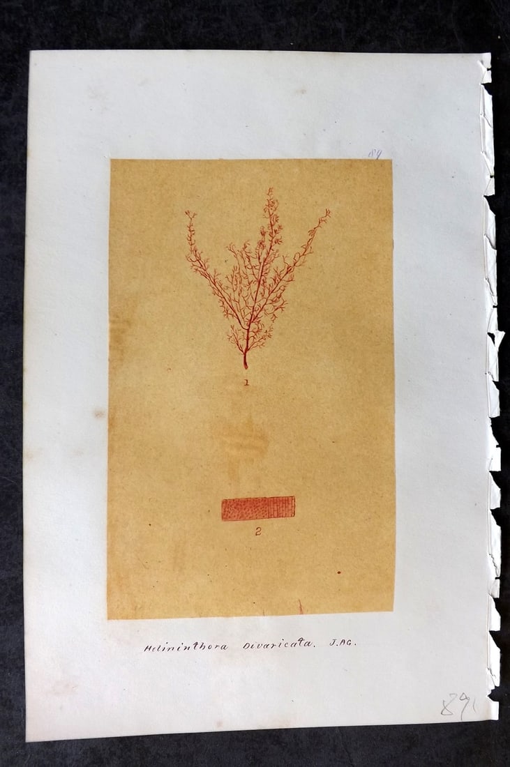 Original Art C1875 Seaweed. Helminthora Divaricata 89: Pen, Ink and/or Watercolour Made in C1875, England for a privately created work on British Seaweeds by an unknown but Gifted Artist. Each drawing with accompanying descriptive manuscript plate, also f