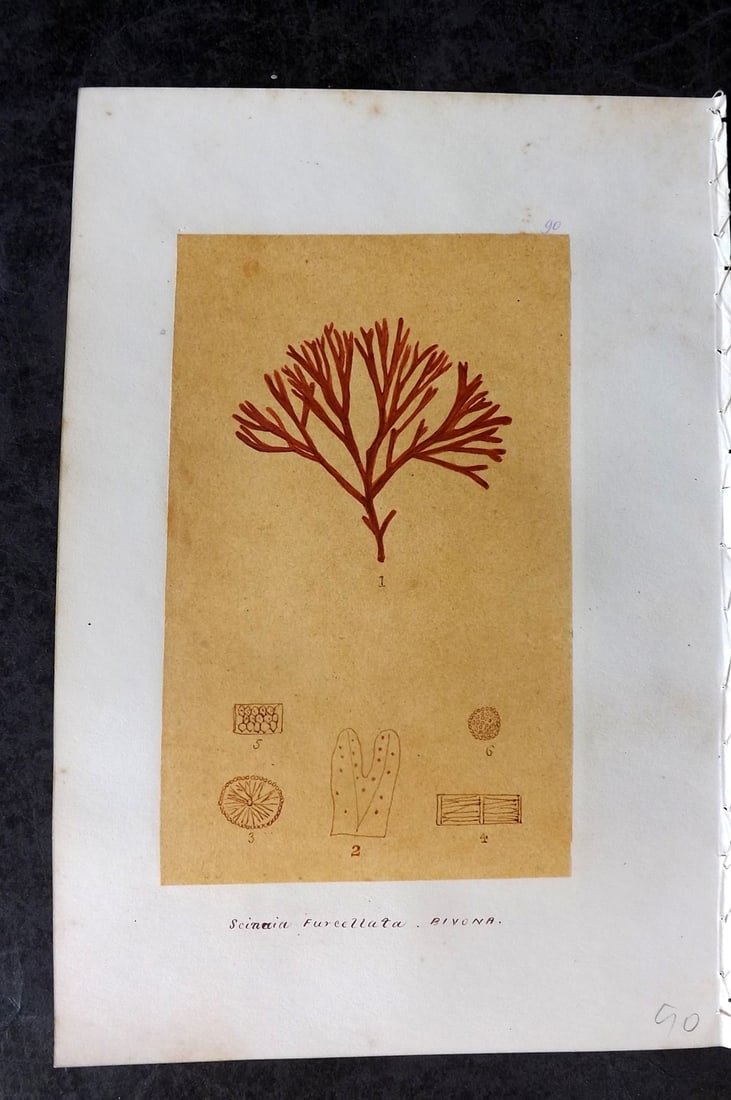 Original Art C1875 Seaweed. Scinaia Furcellata 90: Pen, Ink and/or Watercolour Made in C1875, England for a privately created work on British Seaweeds by an unknown but Gifted Artist. Each drawing with accompanying descriptive manuscript plate, also f