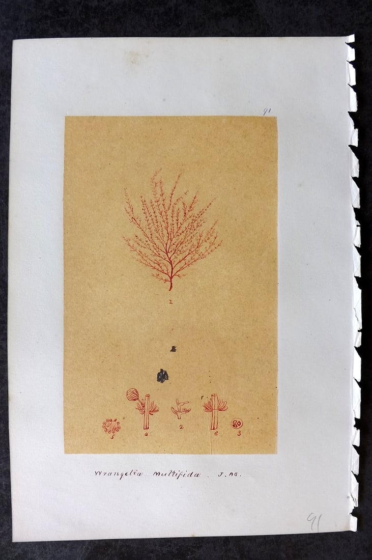 Original Art C1875 Seaweed. Wrangelia Multifida 91: Pen, Ink and/or Watercolour Made in C1875, England for a privately created work on British Seaweeds by an unknown but Gifted Artist. Each drawing with accompanying descriptive manuscript plate, also f