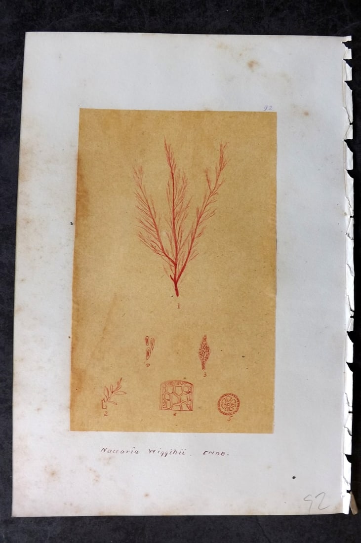 Original Art C1875 Seaweed. Naccaria Wigginii 92: Pen, Ink and/or Watercolour Made in C1875, England for a privately created work on British Seaweeds by an unknown but Gifted Artist. Each drawing with accompanying descriptive manuscript plate, also f