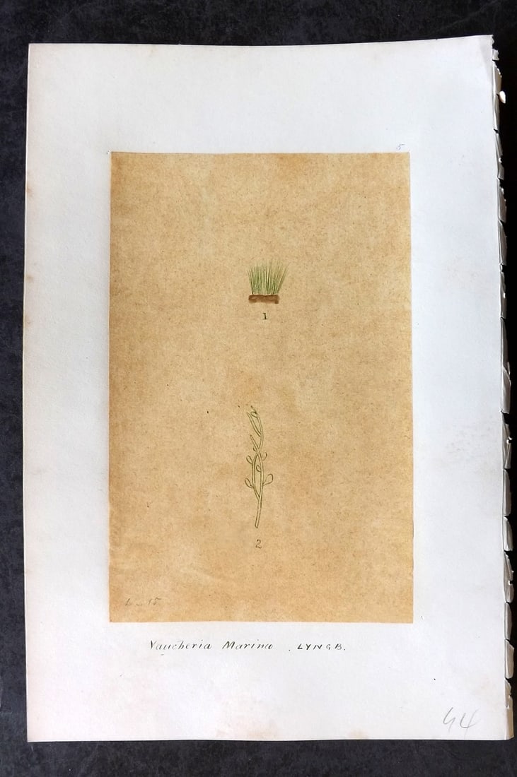 Original Art C1875 Seaweed. Vaucheria Marina 05: Pen, Ink and/or Watercolour Made in C1875, England for a privately created work on British Seaweeds by an unknown but Gifted Artist. Each drawing with accompanying descriptive manuscript plate, also f