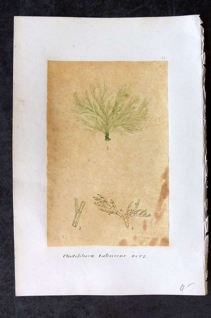 Original Art C1875 Seaweed. Cladophora Laetevirens 13: Pen, Ink and/or Watercolour Made in C1875, England for a privately created work on British Seaweeds by an unknown but Gifted Artist. Each drawing with accompanying descriptive manuscript plate, also f