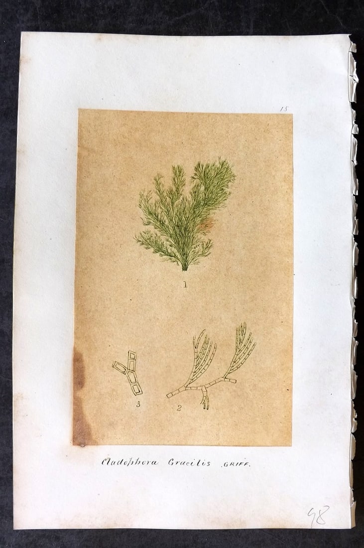 Original Art C1875 Seaweed. Cladophora Gracilis 15: Pen, Ink and/or Watercolour Made in C1875, England for a privately created work on British Seaweeds by an unknown but Gifted Artist. Each drawing with accompanying descriptive manuscript plate, also f