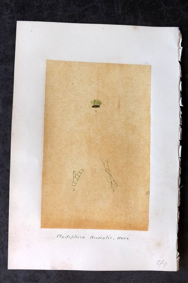 Original Art C1875 Seaweed. Cladophora Uncialis 20: Pen, Ink and/or Watercolour Made in C1875, England for a privately created work on British Seaweeds by an unknown but Gifted Artist. Each drawing with accompanying descriptive manuscript plate, also f