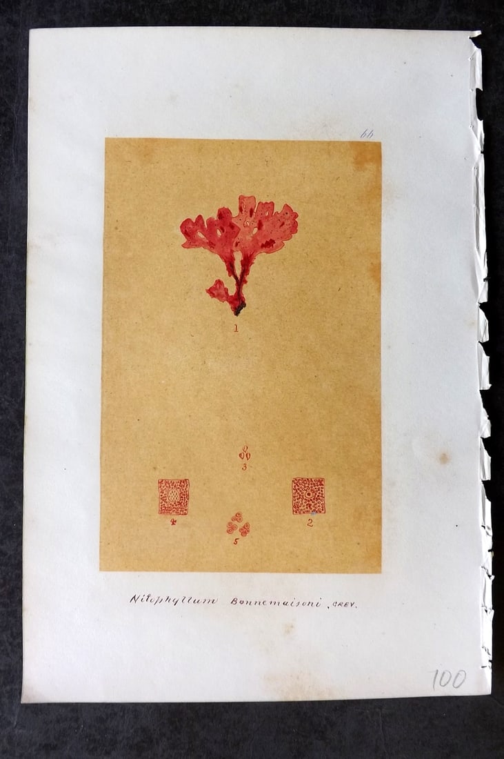 Original Art C1875 Seaweed. Nituphyllum Bonnemaisoni 66: Pen, Ink and/or Watercolour Made in C1875, England for a privately created work on British Seaweeds by an unknown but Gifted Artist. Each drawing with accompanying descriptive manuscript plate, also f