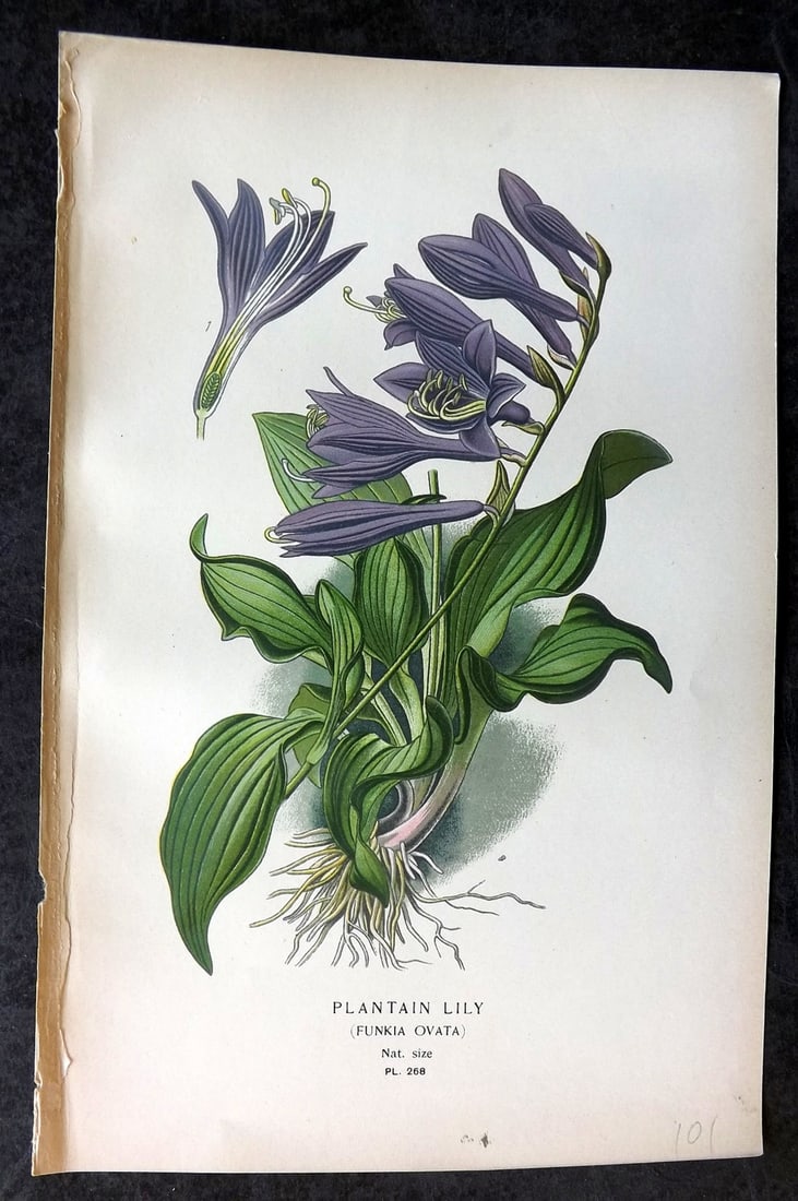 Step, Edward 1897 Antique Botanical Print. Plantain Lily 268: Chromolithograph Published 1896-97 by Frederick Warne & Co., London for "Favourite Flowers of Garden and Greenhouse" by Edward Step and William Watson. Paper Size: 9 x 6 inch (23 x 15cm) Good Conditio