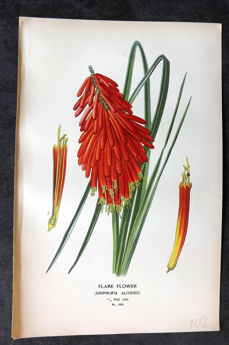 Step, Edward 1897 Antique Botanical Print. Flame Flower. Kniphofia Aloides 269: Chromolithograph Published 1896-97 by Frederick Warne & Co., London for "Favourite Flowers of Garden and Greenhouse" by Edward Step and William Watson. Paper Size: 9 x 6 inch (23 x 15cm) Good Conditio