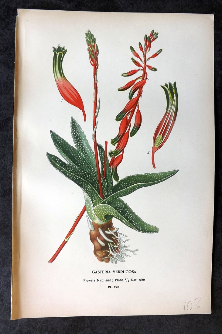 Step, Edward 1897 Antique Botanical Print. Gasteria Verrucosa 270: Chromolithograph Published 1896-97 by Frederick Warne & Co., London for "Favourite Flowers of Garden and Greenhouse" by Edward Step and William Watson. Paper Size: 9 x 6 inch (23 x 15cm) Good Conditio