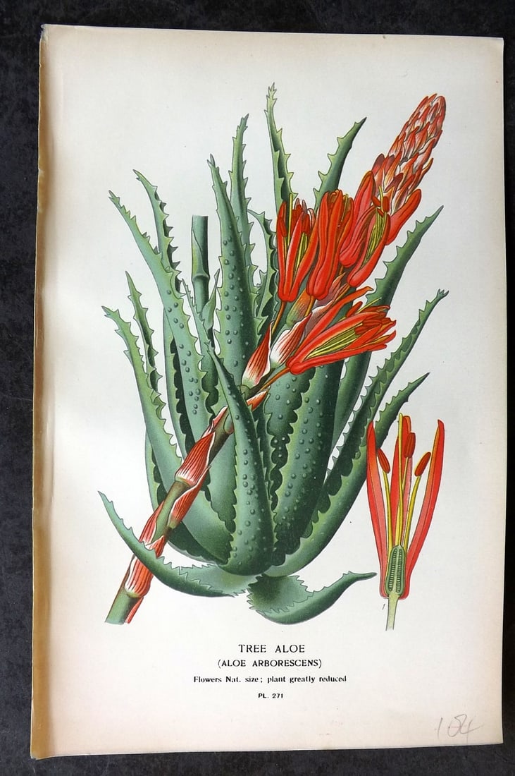 Step, Edward 1897 Antique Botanical Print. Tree Aloe 271: Chromolithograph Published 1896-97 by Frederick Warne & Co., London for "Favourite Flowers of Garden and Greenhouse" by Edward Step and William Watson. Paper Size: 9 x 6 inch (23 x 15cm) Good Conditio