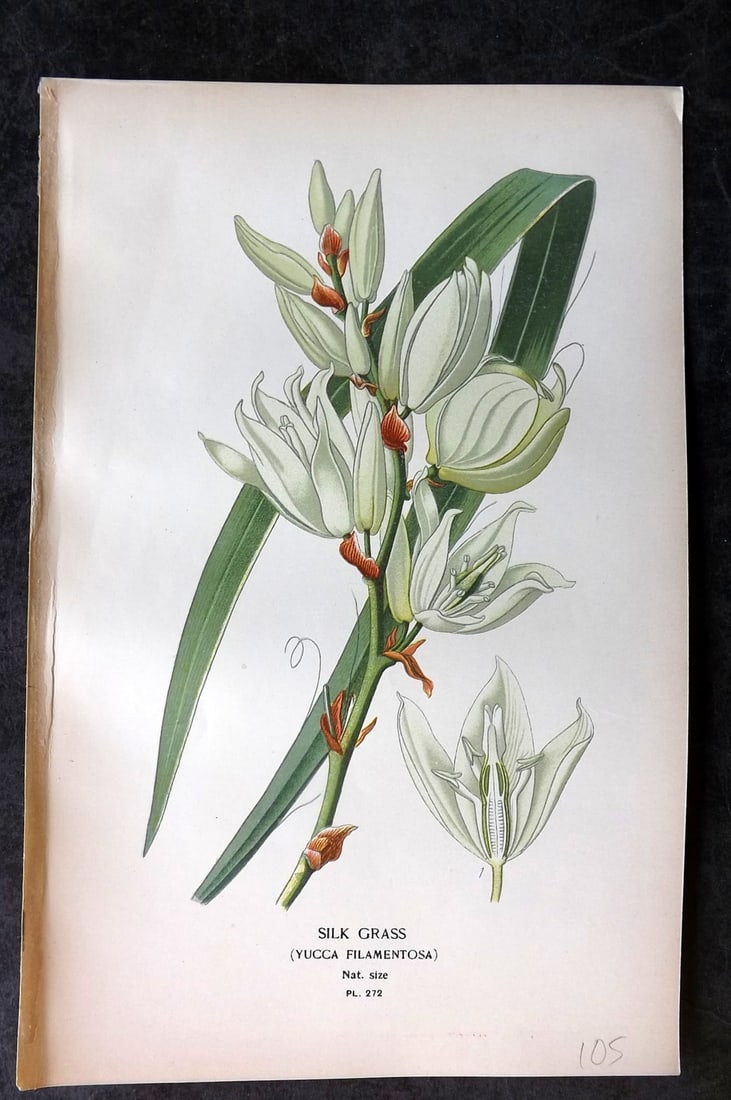 Step, Edward 1897 Antique Botanical Print. Silk Grass. Yucca 272: Chromolithograph Published 1896-97 by Frederick Warne & Co., London for "Favourite Flowers of Garden and Greenhouse" by Edward Step and William Watson. Paper Size: 9 x 6 inch (23 x 15cm) Good Conditio