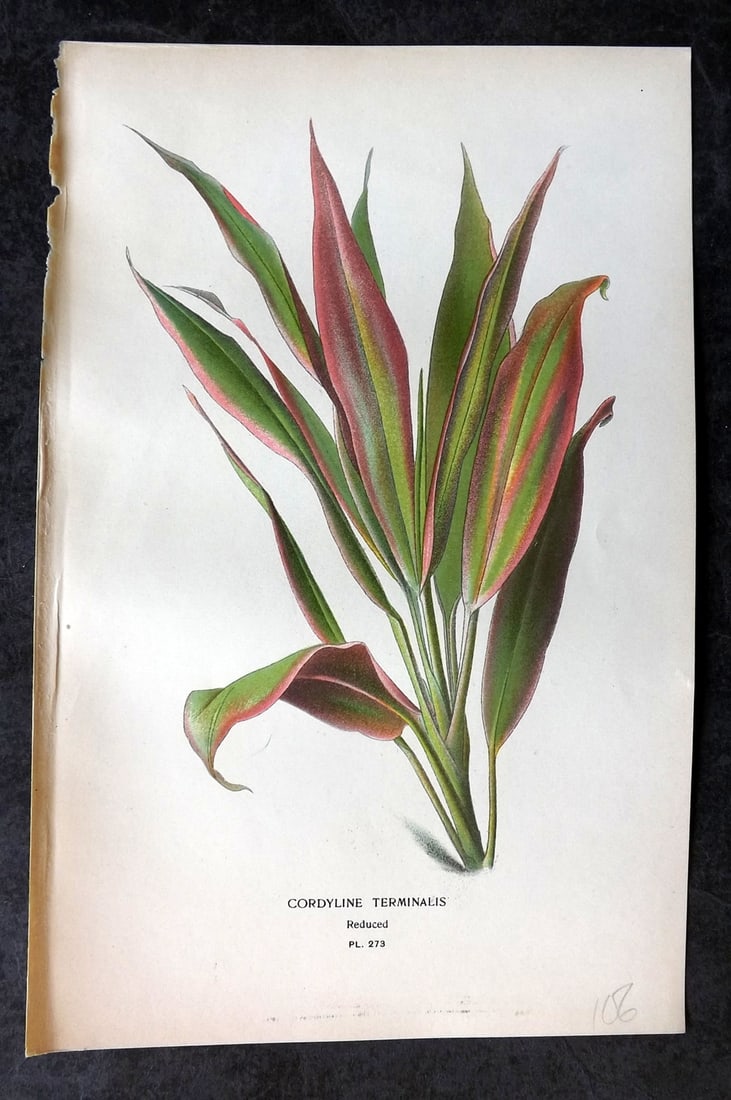 Step, Edward 1897 Antique Botanical Print. Cordyline Terminalis 273: Chromolithograph Published 1896-97 by Frederick Warne & Co., London for "Favourite Flowers of Garden and Greenhouse" by Edward Step and William Watson. Paper Size: 9 x 6 inch (23 x 15cm) Good Conditio