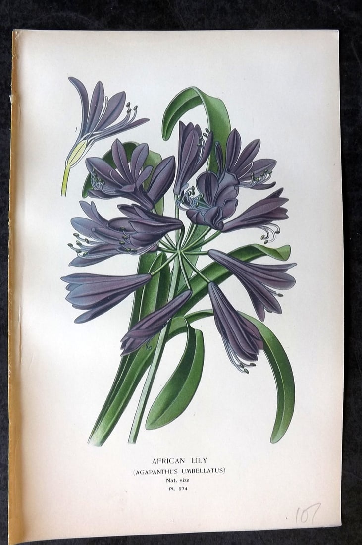 Step, Edward 1897 Antique Botanical Print. African Lily 274: Chromolithograph Published 1896-97 by Frederick Warne & Co., London for "Favourite Flowers of Garden and Greenhouse" by Edward Step and William Watson. Paper Size: 9 x 6 inch (23 x 15cm) Good Conditio