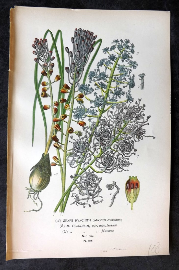 Step, Edward 1897 Antique Botanical Print. Grape Hyacinth 276: Chromolithograph Published 1896-97 by Frederick Warne & Co., London for "Favourite Flowers of Garden and Greenhouse" by Edward Step and William Watson. Paper Size: 9 x 6 inch (23 x 15cm) Good Conditio