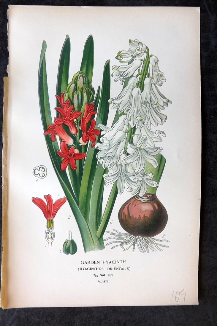 Step, Edward 1897 Antique Botanical Print. Garden Hyacinth 277: Chromolithograph Published 1896-97 by Frederick Warne & Co., London for "Favourite Flowers of Garden and Greenhouse" by Edward Step and William Watson. Paper Size: 9 x 6 inch (23 x 15cm) Good Conditio