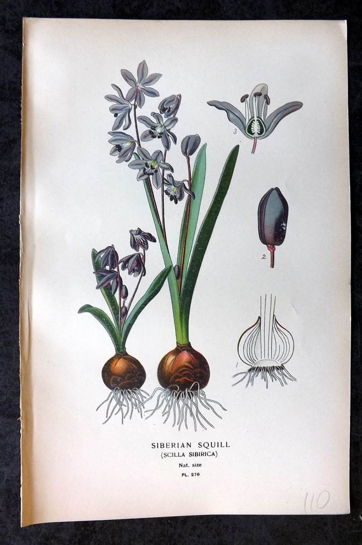 Step, Edward 1897 Antique Botanical Print. Siberian Squill 278: Chromolithograph Published 1896-97 by Frederick Warne & Co., London for "Favourite Flowers of Garden and Greenhouse" by Edward Step and William Watson. Paper Size: 9 x 6 inch (23 x 15cm) Good Conditio