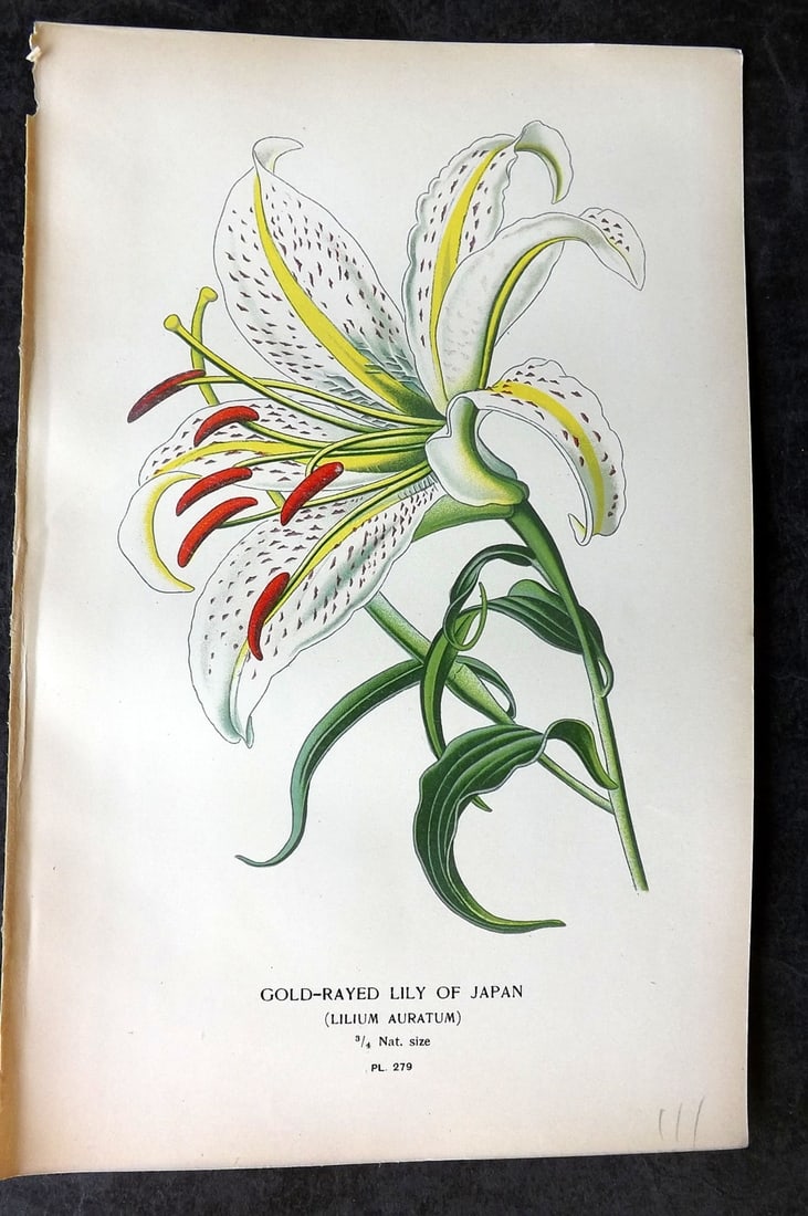 Step, Edward 1897 Antique Botanical Print. Gold-Rayed Lily of Japan 279: Chromolithograph Published 1896-97 by Frederick Warne & Co., London for "Favourite Flowers of Garden and Greenhouse" by Edward Step and William Watson. Paper Size: 9 x 6 inch (23 x 15cm) Good Conditio