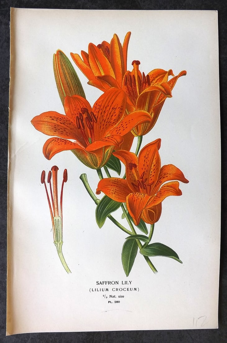Step, Edward 1897 Antique Botanical Print. Saffron Lily 280: Chromolithograph Published 1896-97 by Frederick Warne & Co., London for "Favourite Flowers of Garden and Greenhouse" by Edward Step and William Watson. Paper Size: 9 x 6 inch (23 x 15cm) Good Conditio