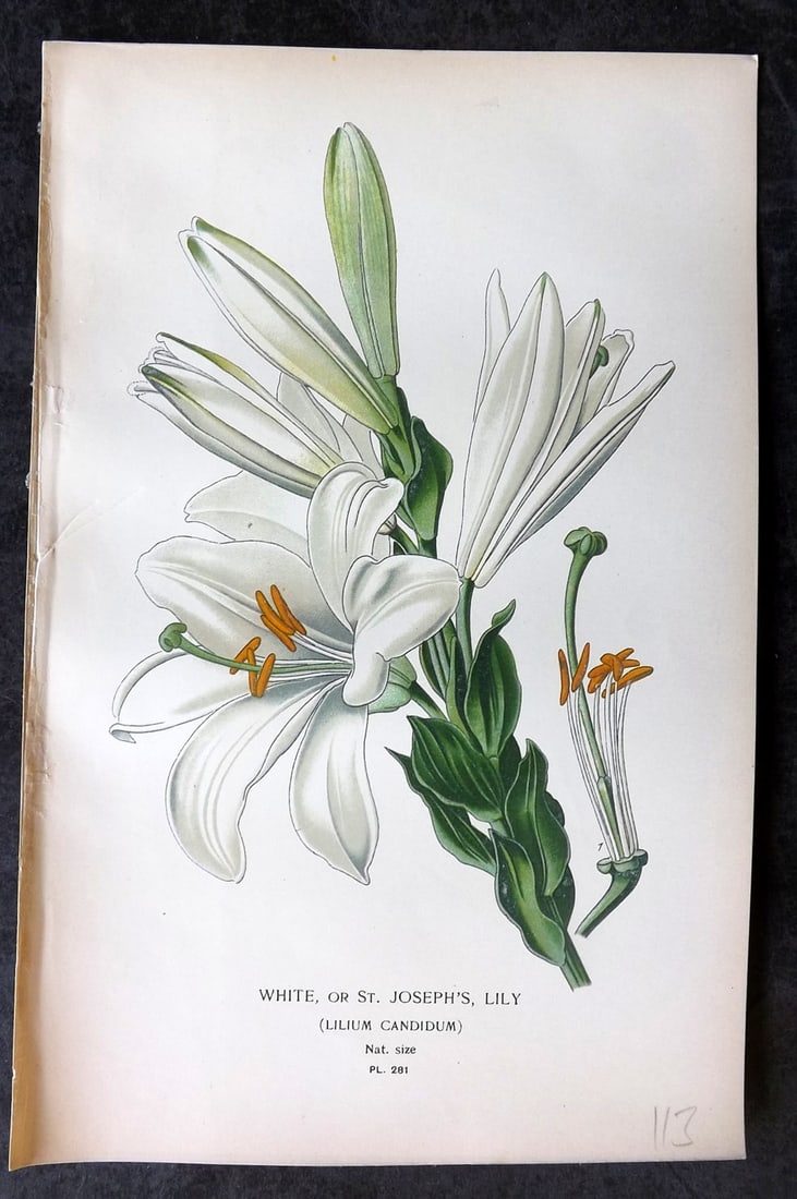 Step, Edward 1897 Antique Botanical Print. White or St. Joseph's Lily 281 (1 of 1)
