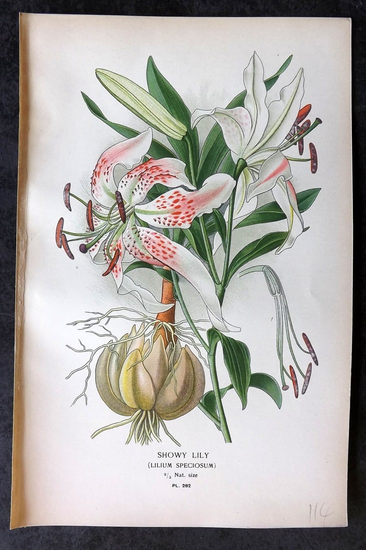 Step, Edward 1897 Antique Botanical Print. Showy Lily 282: Chromolithograph Published 1896-97 by Frederick Warne & Co., London for "Favourite Flowers of Garden and Greenhouse" by Edward Step and William Watson. Paper Size: 9 x 6 inch (23 x 15cm) Good Conditio
